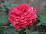 Red Intuition-381.jpg